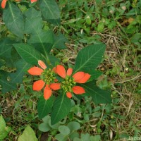 Euphorbia cyathophora Murray